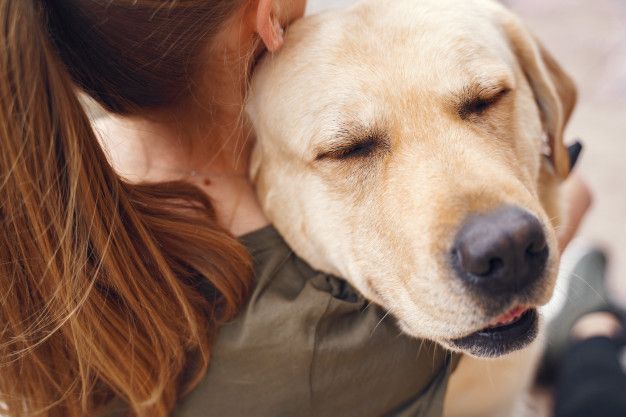 adestrador de cachorrov